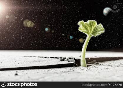 Is there life on moon. Green plant sprout growing from crack on moon surface. Elements of this image are furnished by NASA