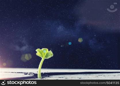 Is there life on moon. Green plant sprout growing from crack on moon surface