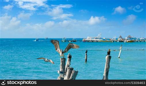 Isla Mujeres island Caribbean beach birds pelican of Riviera Maya in Mexico