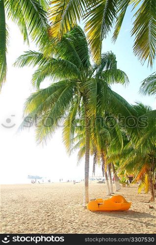 Isla Mujeres north beach tropical coconut Palm trees Mexico Caribbean