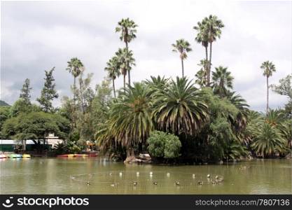 Island with palm trees in the park in Salta, Argentina