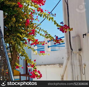 isle of greece antorini europe old house and white color