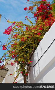 isle of greece antorini europe old house and white color