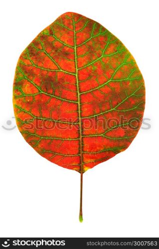 Isolated autumn leaf. Element of design.