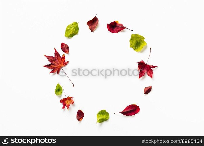 Isolated autumn leaves making circle shape on white backgorund. Holidays, greeting card design. Copy space. Nature background. Isolated autumn leaves on white backgorund