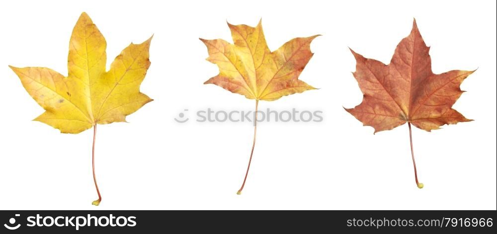 Isolated Autumn maple leafs