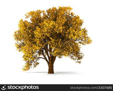 isolated autumnal tree with yellow foliage