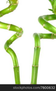 Isolated bamboo stem pattern