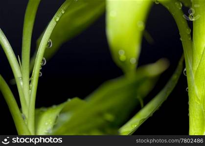 Isolated bamboo with black background