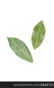 Isolated bay leaves on a white background