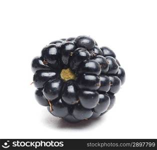 isolated blackberry