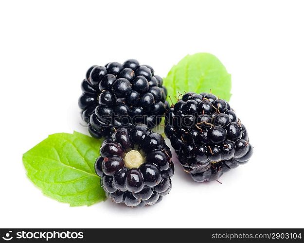 isolated blackberry