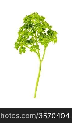 isolated branch of parsley