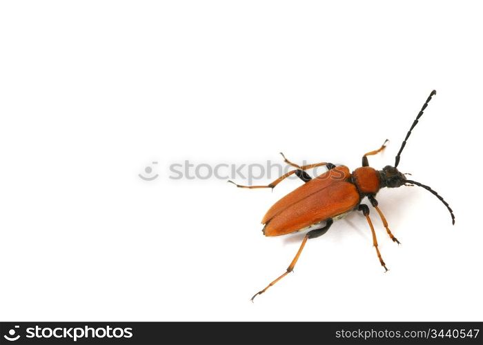 isolated bug on white background