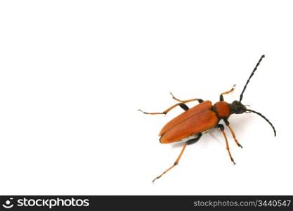 isolated bug on white background