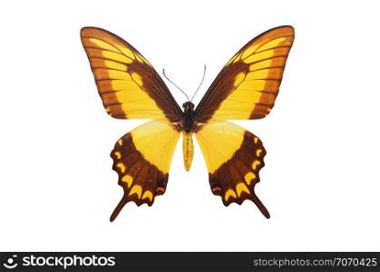 Isolated butterfly. Element of design.
