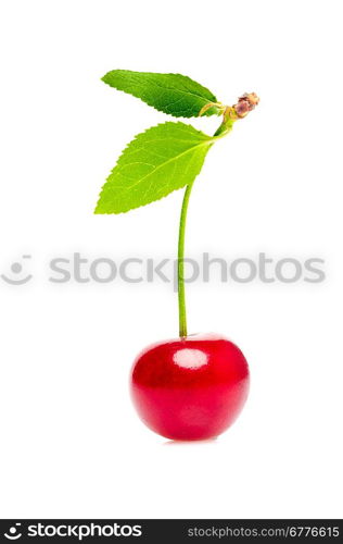 Isolated cherry