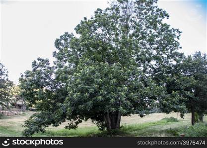 isolated chestnut tree in a field