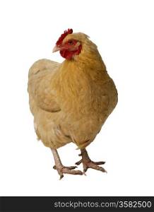 Isolated chicken