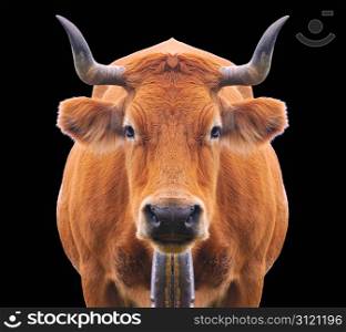 Isolated cow grazing on a white background.