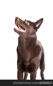 Isolated cute and funny australian kelpie dog over white background