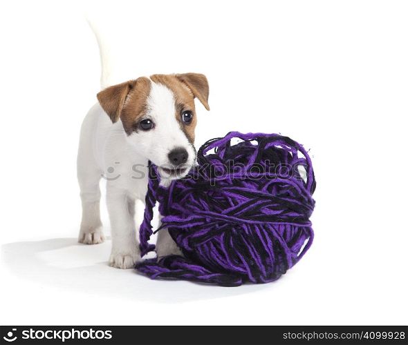 isolated cute jack russell terrier puppy over white background