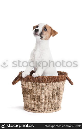 isolated cute jack russell terrier puppy over white background