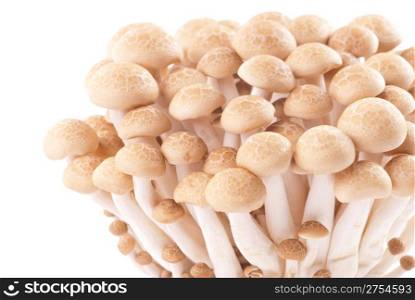 Isolated fresh mushroom group on white background