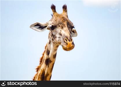 Isolated giraffe near acacia in the park . Isolated giraffe near acacia in the park of mara Kenya