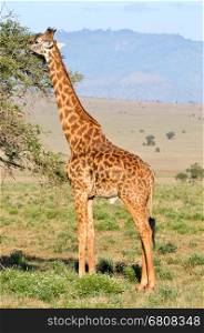 Isolated Giraffe Occupy Eating Leaves . Isolated Giraffe Occupy Eating Leaves in West Tsavo Park in Kenya