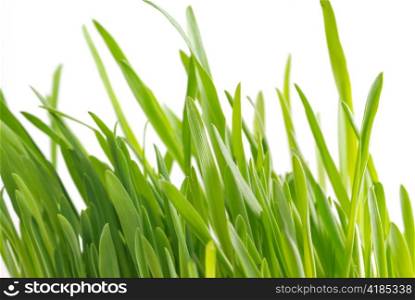 Isolated grass