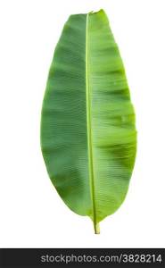 Isolated green banana leaf on white background