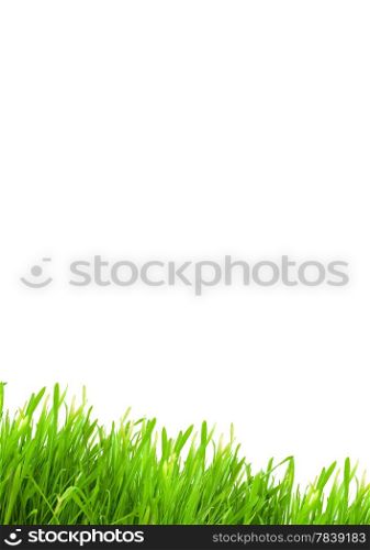 Isolated green grass on a white background&#xA;