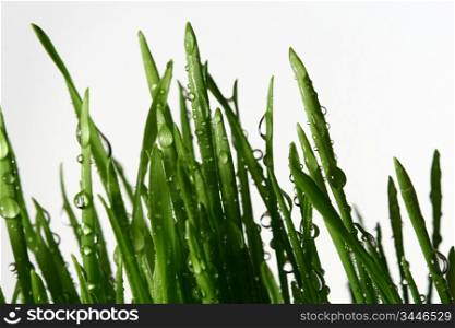 isolated green grass on white background