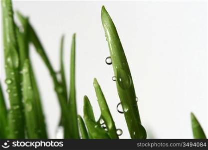 isolated green grass on white background