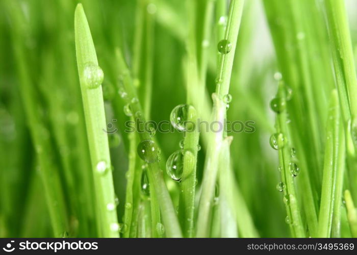 isolated green grass on white background