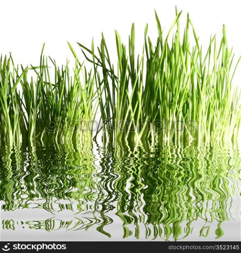 isolated green grass on white water reflect