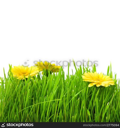 Isolated green grass with yellow flowers on a white background