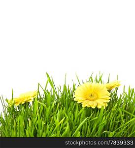 Isolated green grass with yellow flowers on a white background