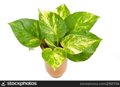Isolated green plant in Pottery vase, fresh pothos.