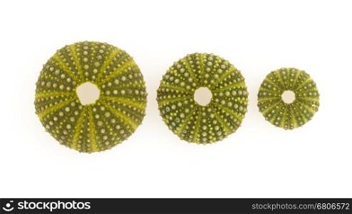 Isolated green sea urchins on a white background