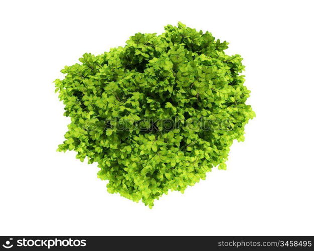 isolated green tree against white