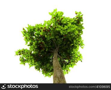 isolated green tree against white