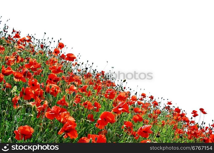 Isolated hill of poppies. Elemet of design.
