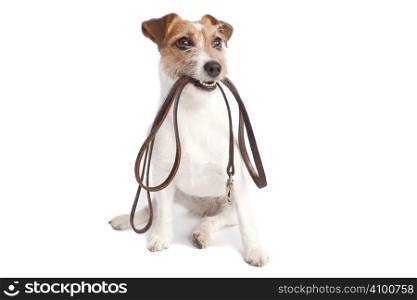 isolated jack russell terrier holding leather leach over white background