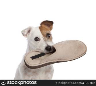 isolated jack russell terrier holding shoe over white background