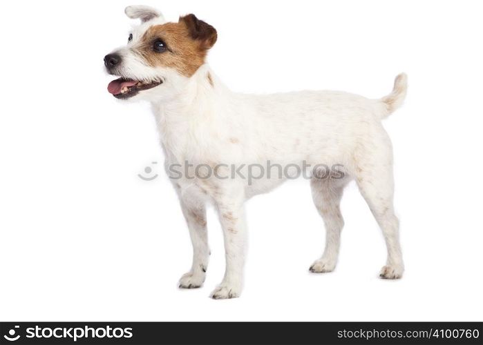 isolated jack russell terrier over white background