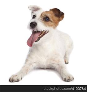 isolated jack russell terrier smiling and lying down over white background