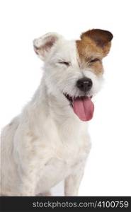 isolated jack russell terrier smiling over white background
