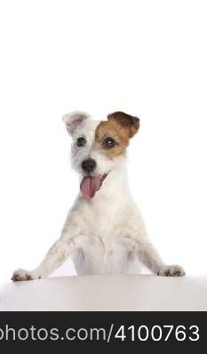 isolated jack russell terrier standing and leaning over white background